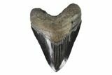 Serrated, Fossil Megalodon Tooth - Georgia #95493-1